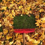 Essential Fall Cleanup: Prepare Your Yard for Winter 2024